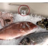 Салат-бар холодильный пристенный для рыбы SCAIOLA BUFFET FISH